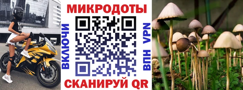 Псилоцибиновые грибы Psilocybe Ковдор